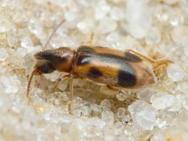 Notoxus monoceros (Linnaeus, 1760)